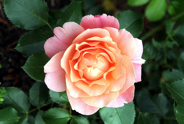 blomst, rosa, hage, Rosebush, fargen rosa, kronblad