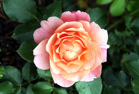 λουλούδι, ροζ, Κήπος, Τριανταφυλλιά, ροζ χρώμα, πέταλα