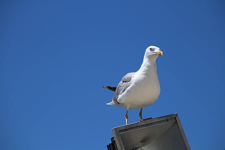 seagull, lantern, sky, bird, blue, sit