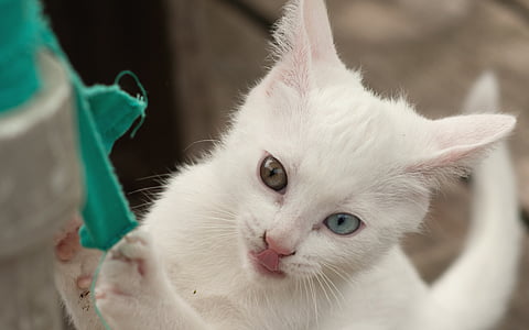 子猫, 遊び心のあります。, 生意気です, 重い, 猫, 白猫, ツートン カラー