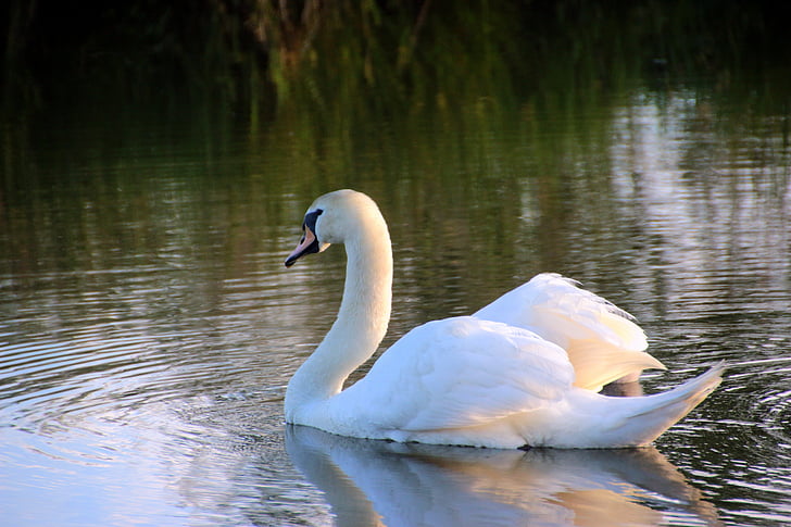 swan, mute swan, cygnus olor, head, close, water bird, white