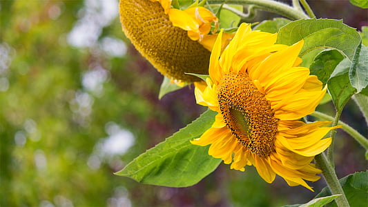 closeup, photo, sunflower, yellow, sunflowers, flower, fragility