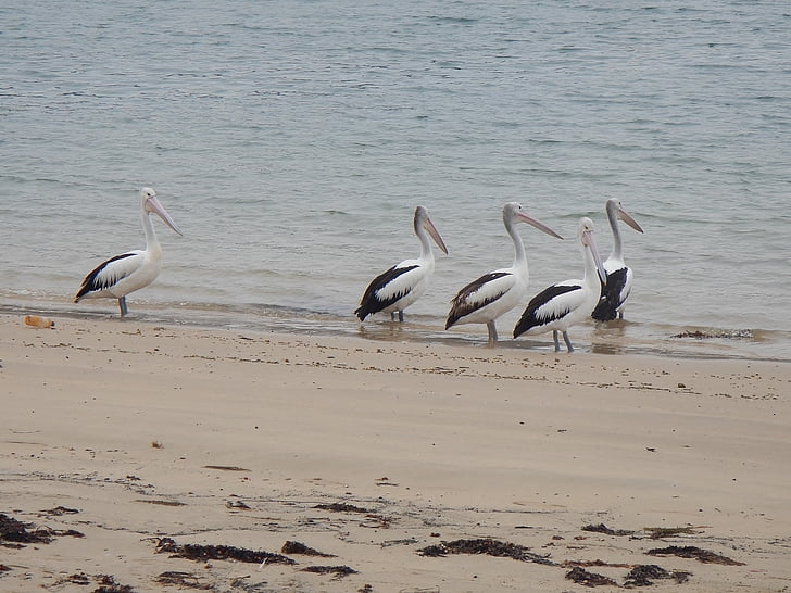 Australijos Pelikanai, Pelecanus conspicillatus, waterbird, Australija, pelikanas