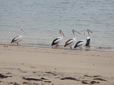 Австралийски пеликани, Pelecanus conspicillatus, тазгодишното, Австралия, Пеликан