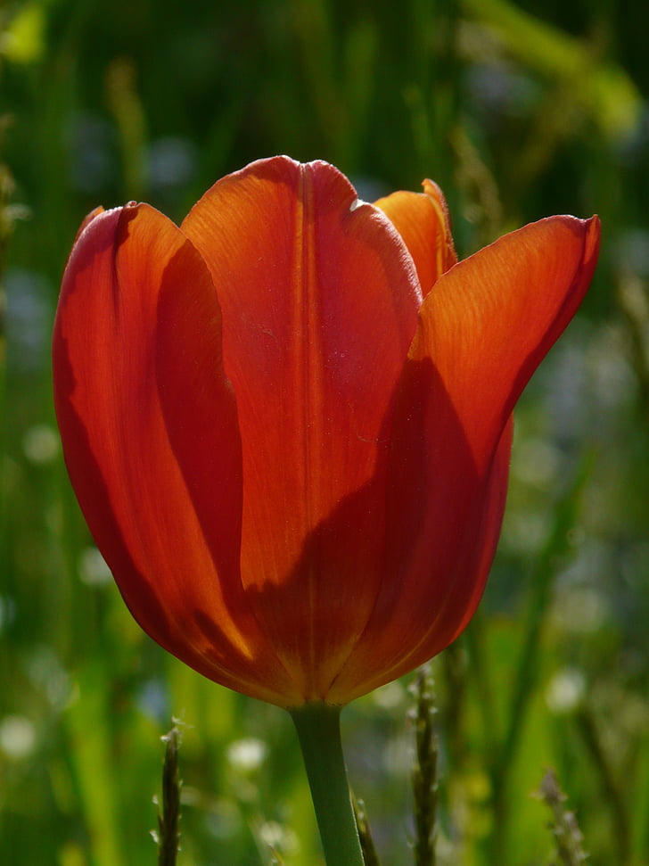 Tulip, merah, musim semi, cahaya, mekar, Flora