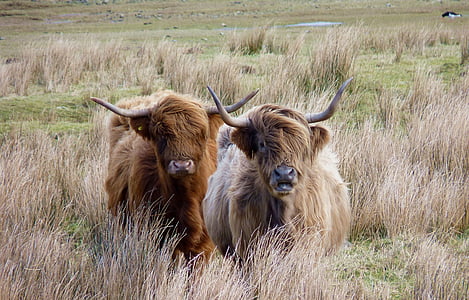 Highland biff, Skottland, biff, ku, raggete, beite, dyr