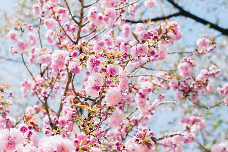 sakura, flower, cherry flowers, pink flower, natural, spring, training