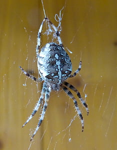 laba-laba, serangga, jaring laba-laba, arakhnida air, alam, hewan, Close-up