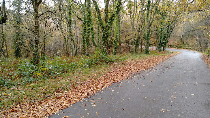 leaves, trees, road