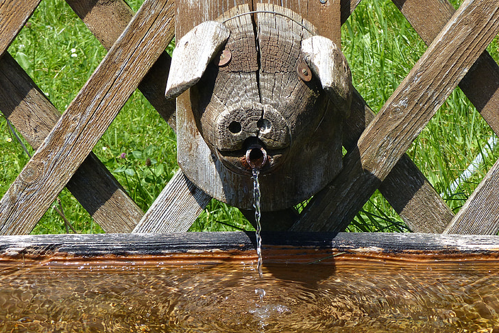 fountain, pig's head, water trough, drinking water, funny, wood, drinking fountain