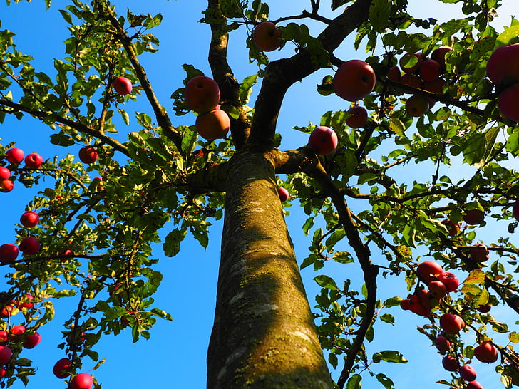 appelboom, stam, logboek, Orchard, Apple, fruit, rood