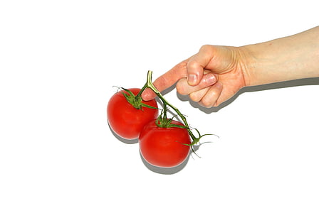 tomato, the hand, hands, woman, holding, plant, isolated