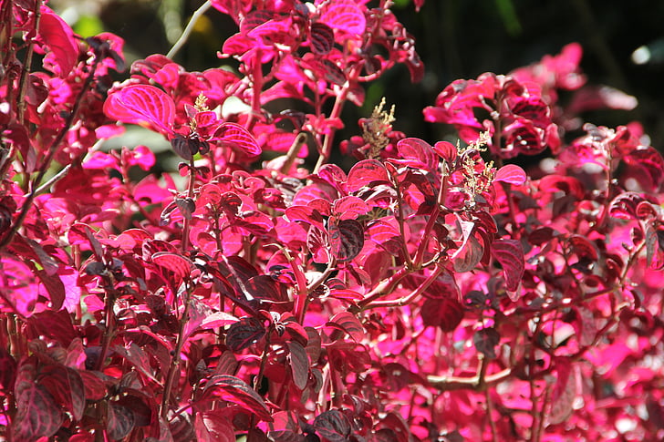 fiore, Blossom, Bloom, primavera, pianta, fiore di estate