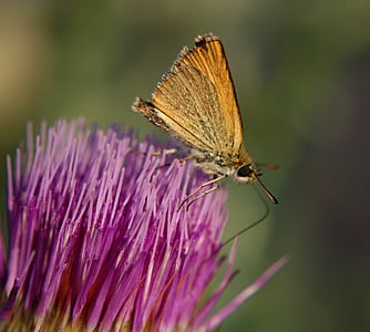 butterfly, thistle, flower, plants, field thistle, pink, flora