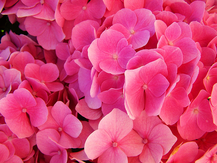 hortenzija, rozā ziedu dārzs, vasaras puķu
