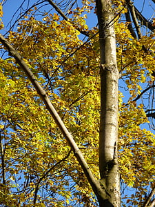 jesień, pozostawia, drzewo, kolorowe, lasu, żółty, jasne