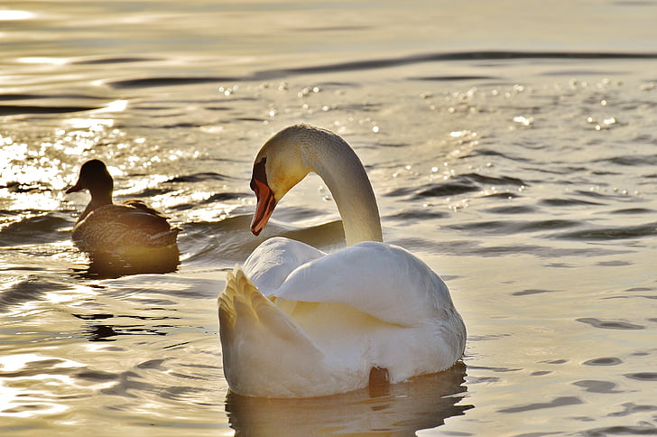 swan, duck, water, lake constance, animal world, lake, bird