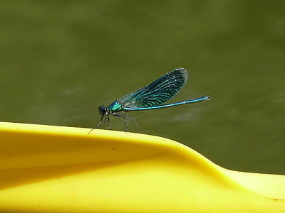 libellule, insecte, bleu, jaune, nature, été, brillant