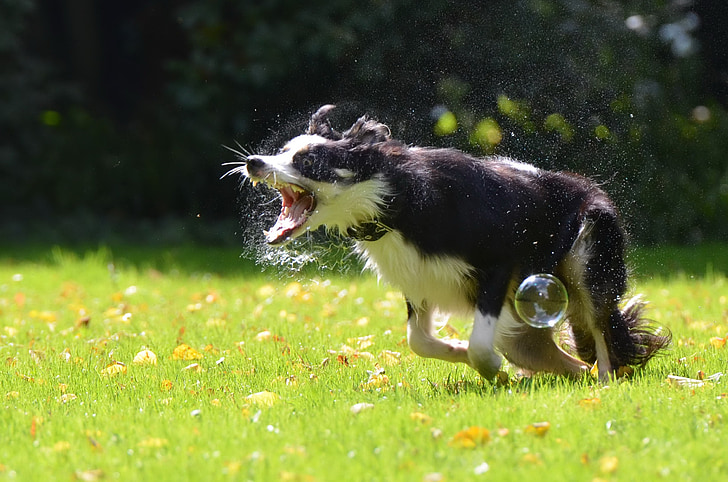 soap bubbles, dog, dog hunting soap bubbles, playful, border collie, funny
