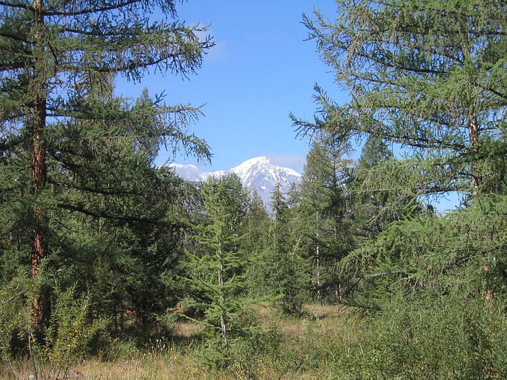 Les, Příroda, Hora, krajina, Altaj, strom, Scenics
