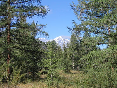 erdő, természet, hegyi, táj, Altaj, fa, Scenics