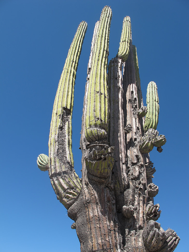 Cactus, woestijn, Mexico, woestijn landschap, Mexicaanse, natuur