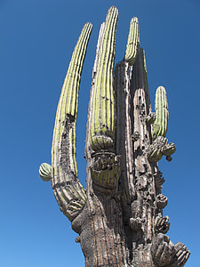 kaktus, Desert, Mehhiko, kõrbemaastikku, Mehhiko, loodus
