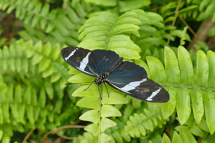 sommerfugl, svart-hvitt, insekt, natur, edelfalter, tropiske huset, Wing