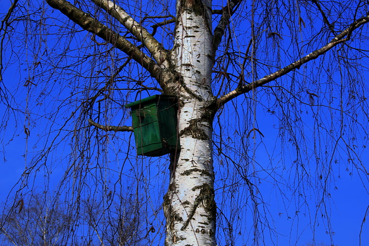 aviary, tree, birch, bird feeder, sky, blue, azur