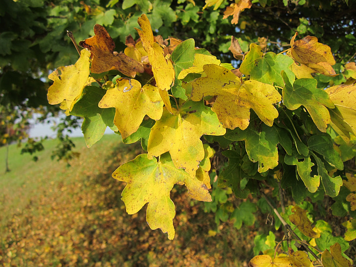 Acer campestre, érable de champ, érable de haie, feuilles, arbre, automne, botanique