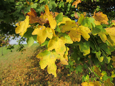 Acer campestre, maple bidang, maple lindung nilai, daun, pohon, musim gugur, botani