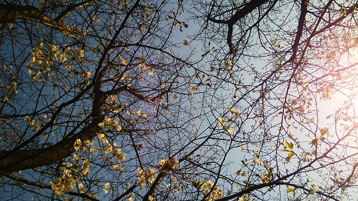 strom, Les, Sunshine, závod, Barva, jaro, větev