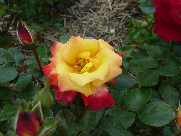 geltona-raudona rožė, gėlė, gėlės, Gamta įrašymas, parkas