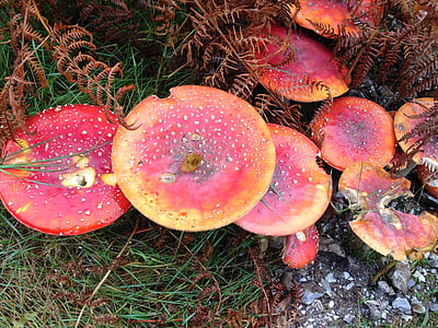 champignon, à l’extérieur, nature, automne, saison, champignons, sauvage