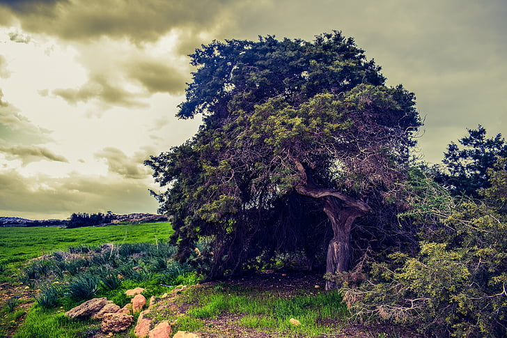 δέντρο, Λιβάδι, τοπίο, φύση, πράσινο, το πεδίο, καταιγίδα