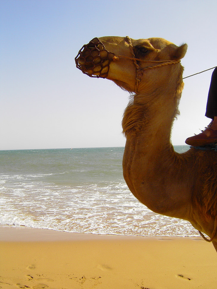 camello, junto al mar, arena, ondas, paseo marítimo, mar, paisaje marino