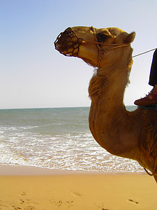 camel, seaside, sand, waves, promenade, sea, seascape