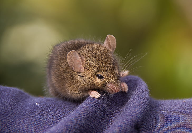 Antechinus, Торбести мишка, Торбести бозайници, роден, Куинсланд, Австралия, диви