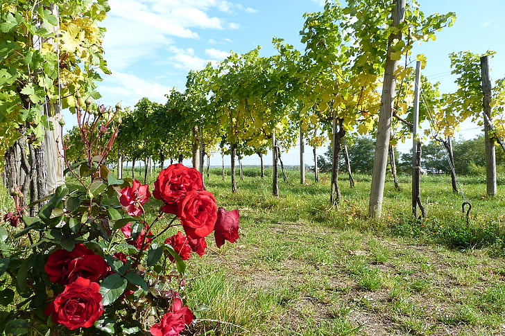 Wachau, rượu vang, Hoa hồng, mùa thu, vườn nho, cây nho, Rebstock