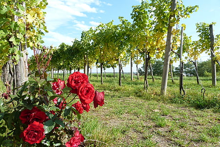 Wachau, víno, ruže, jeseň, vinice, vinič, Rebstock