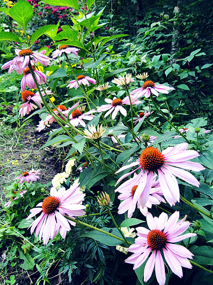 Coneflower, flor, Echinacea, fronteira, roxo, alto, plantas