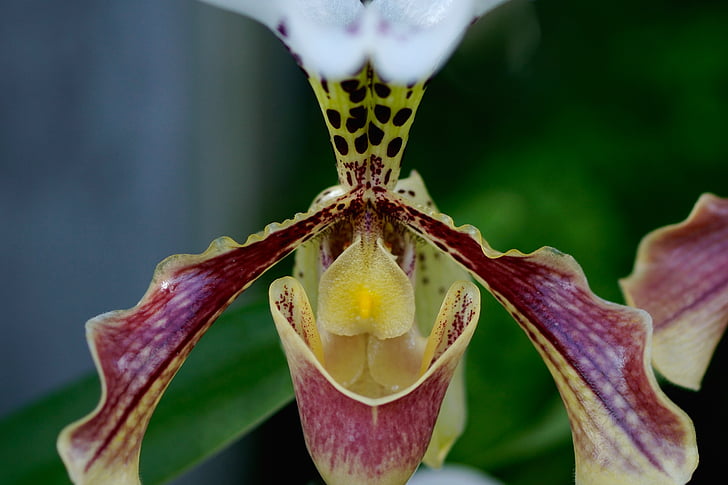 Frauenschuh, Orquídea, flor de la orquídea, flor, flor, floración, planta