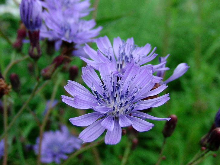 modré květy, květiny, pole, Příroda, Closeup, květ, závod, léto