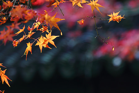 枫树, 秋天, 视图, 深秋