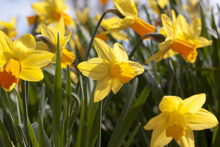 Narcissus, Amaryllis anlegget, påskelilje, påske, blomst, våren, Lenz