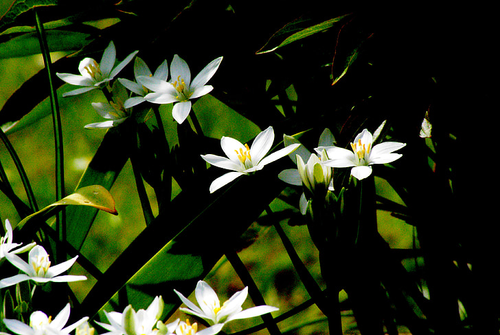 baltas puķes, dārza, kontrasts, gaismas un ēnu