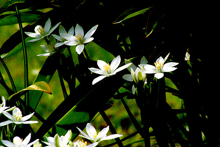 hvite blomster, hage, kontrast, lys og skygge