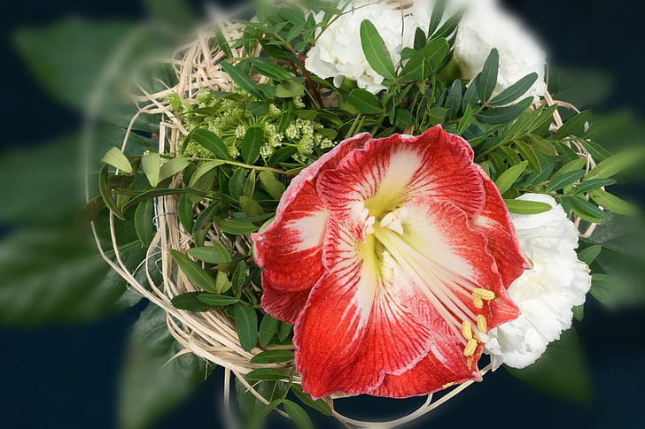 μπουκέτο, Αμαρυλλίς, κόκκινο, άνθος, άνθιση, λουλούδι, φυτό