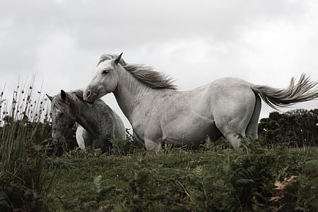 con ngựa, động vật, trắng, đồng cỏ, đám mây, bầu trời, màu xanh lá cây