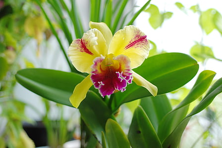 orchidej, závod, květ, Cattleya., žluté květy